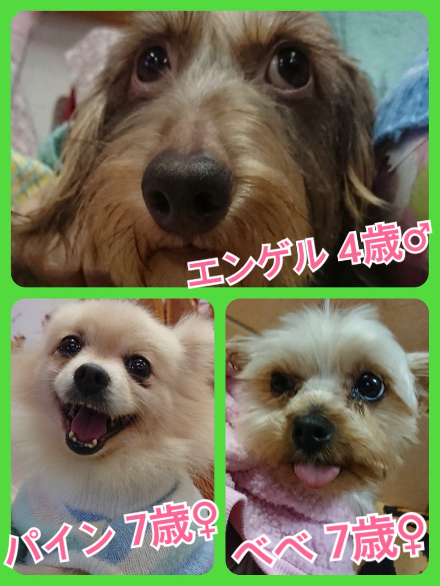 🐾今日の里親様募集中ワンコ🐶メンバーです🐾2018,11,27